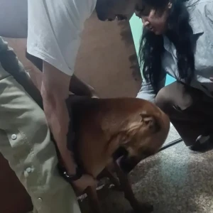 Rabies vaccination-573