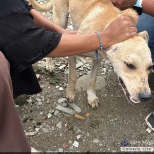 Rabies vaccination-420