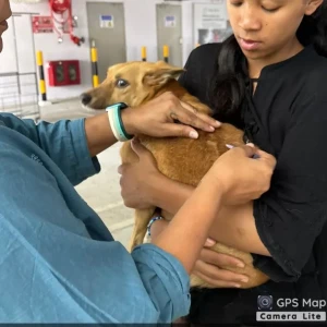 Rabies vaccination-418