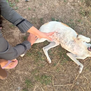 Rabies vaccination-581