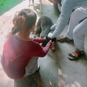 Rabies vaccination-509