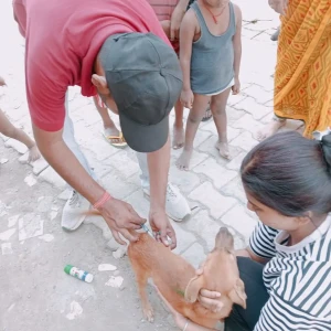 Rabies vaccination-377