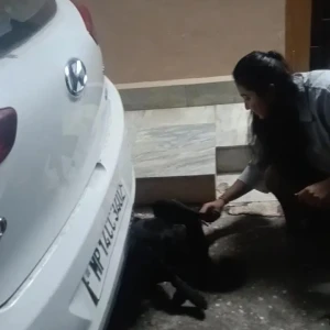 Rabies vaccination-569