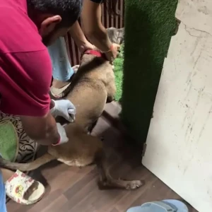 Rabies vaccination-564