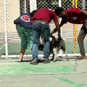 Rabies vaccination-442