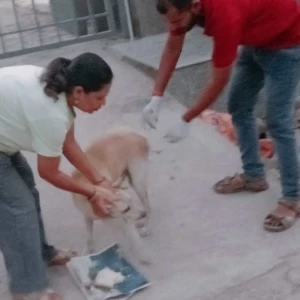 Rabies vaccination-447