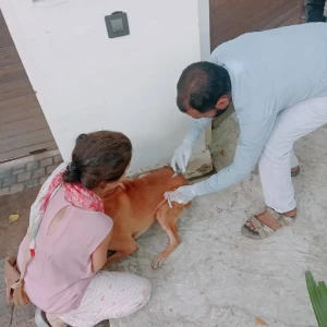 Rabies vaccination-502