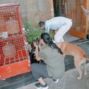 Rabies vaccination-516