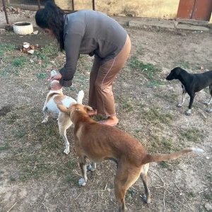 Rabies vaccination-585