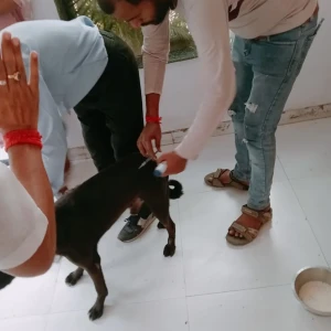 Rabies vaccination-545