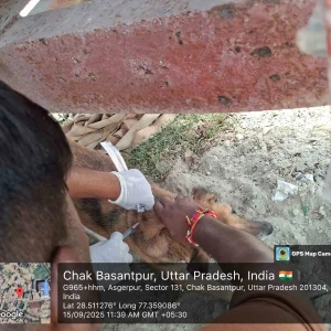 Rabies vaccination-391