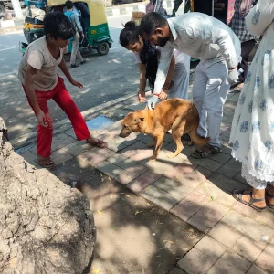 Rabies vaccination-601