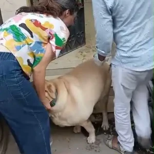 Rabies vaccination-654