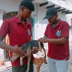 Rabies vaccination-375