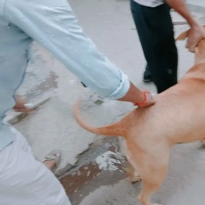 Rabies vaccination-478