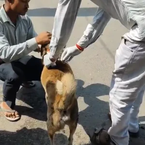 Rabies vaccination-615