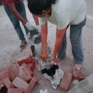 Rabies vaccination-448