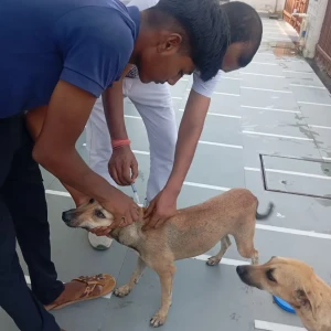 Rabies vaccination-364