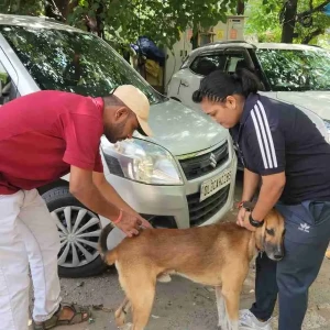 Rabies vaccination-305