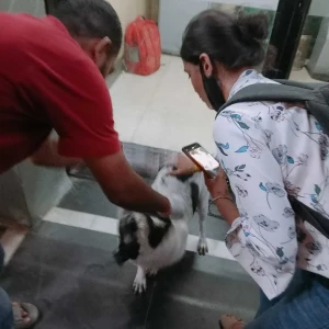 Rabies vaccination-468