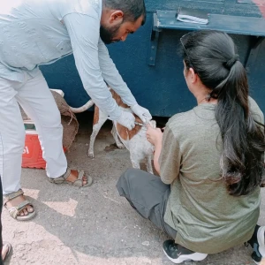 Rabies vaccination-506