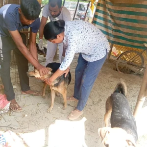 Rabies vaccination-366