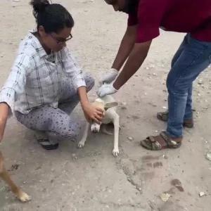 Rabies vaccination-547