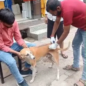 Rabies vaccination-641