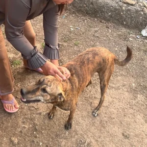 Rabies vaccination-567