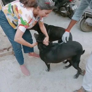 Rabies vaccination-473