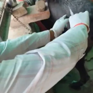 Rabies vaccination-609