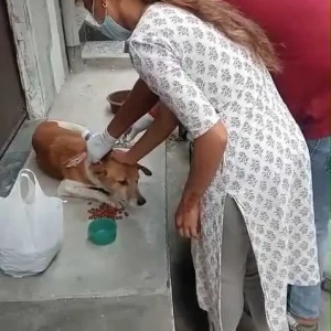 Rabies vaccination-640