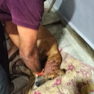 Rabies vaccination-662