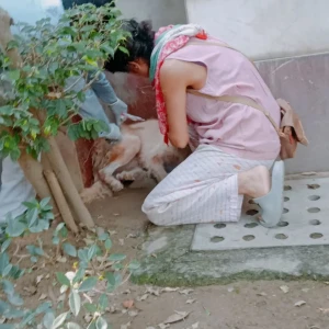 Rabies vaccination-520