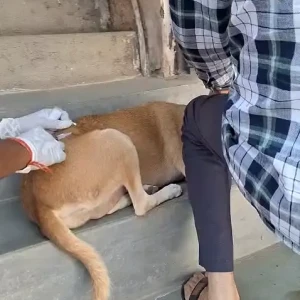 Rabies vaccination-659