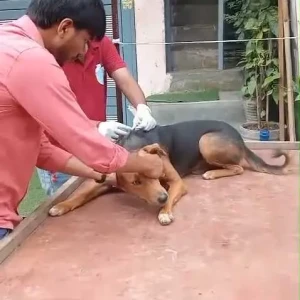 Rabies vaccination-639