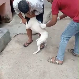 Rabies vaccination-634