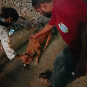 Rabies vaccination-460