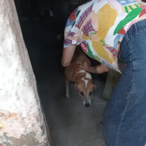 Rabies vaccination-491