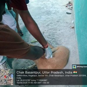 Rabies vaccination-393