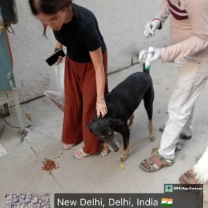 Rabies vaccination-396