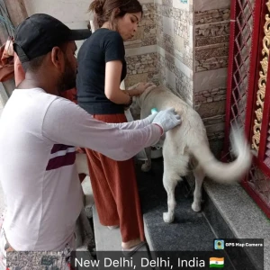 Rabies vaccination-413