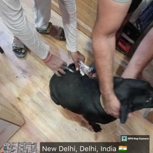 Rabies vaccination-395