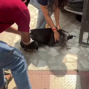 Rabies vaccination-546