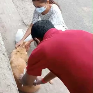 Rabies vaccination-643