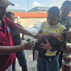 Rabies vaccination-303