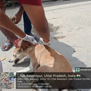 Rabies vaccination-383