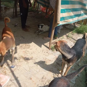 Rabies vaccination-372