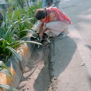 Rabies vaccination-521