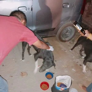 Rabies vaccination-458